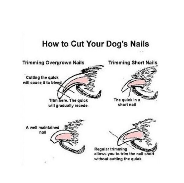 Stainless Steel Claw Cutters for Large Pets - Image 3